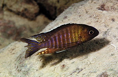Aulonocara sp. 'chitande type mozambique' Hai Reef